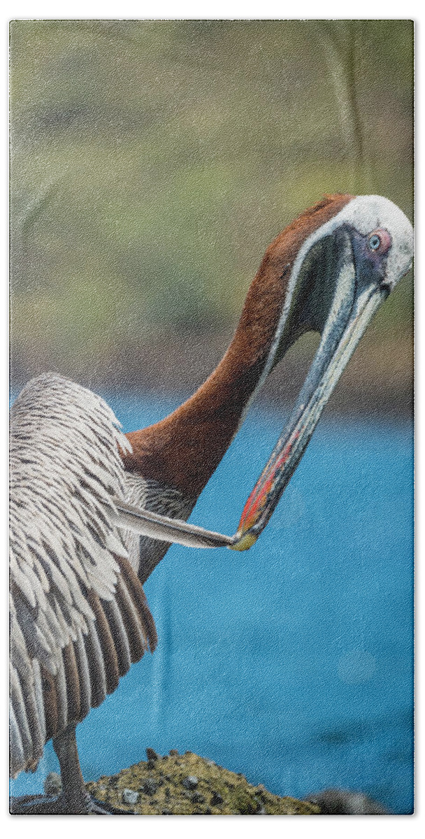 Animals Beach Towel featuring the photograph Brown Pelican Preening At Tagus Cove by Tui De Roy