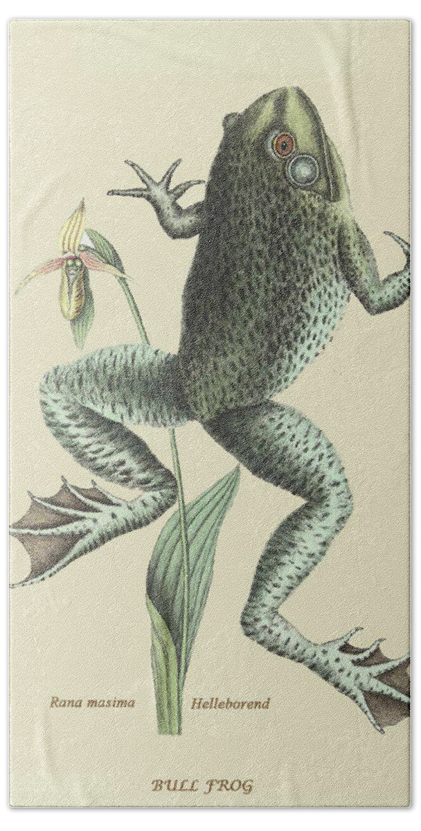 Nature Beach Towel featuring the painting Bull Frog by Mark Catesby