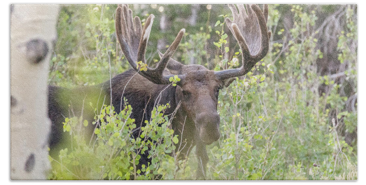 Moose Beach Towel featuring the photograph Bull Moose Hides Among the Aspen by Tony Hake