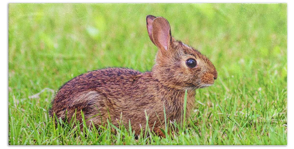 Wildlife Beach Towel featuring the photograph Wildlife Photography - Rabbit by Amelia Pearn