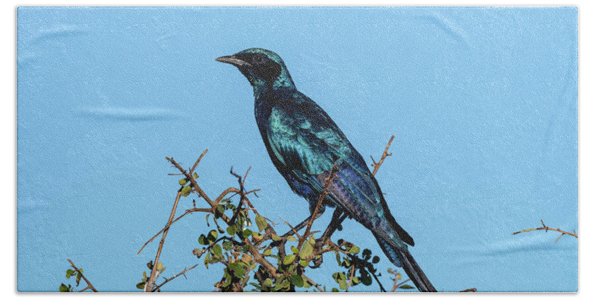 Burchell's Starling Beach Towel featuring the photograph Burchell's Starling by Mark Hunter