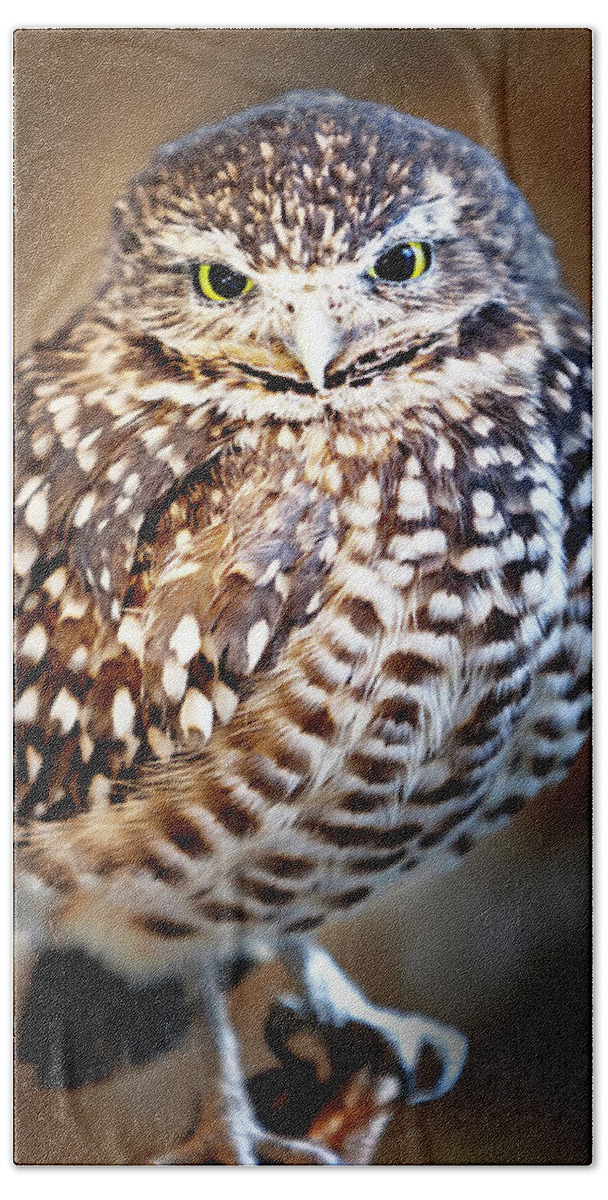 Burrowing Owl Beach Towel featuring the photograph Owl,Bird,Burrowing Owl,Burrowing,Nature,Wildlife,Birds,Owls, by David Millenheft
