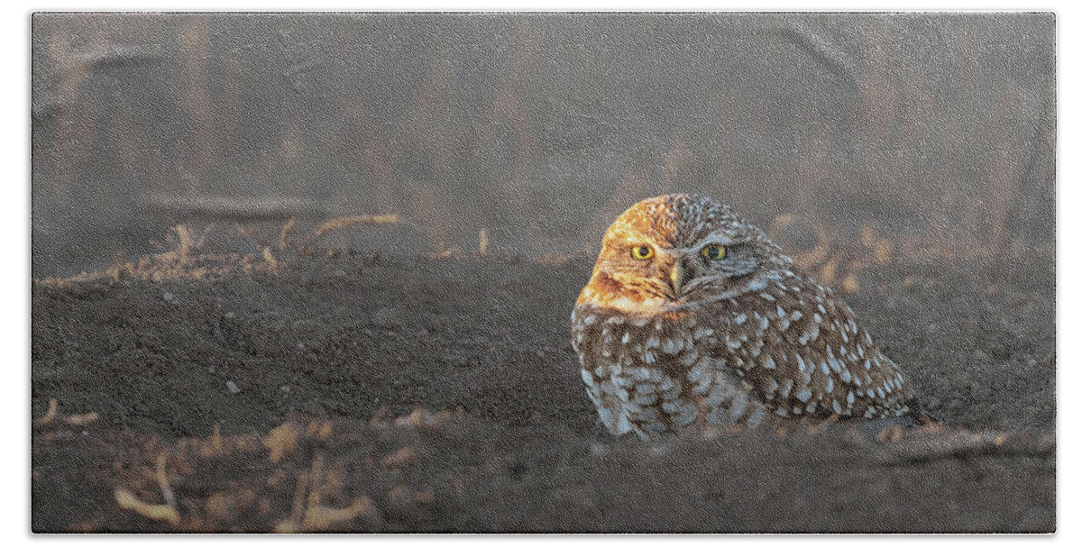 Burrowing Beach Towel featuring the photograph Burrowing Owl Late evening by Gary Langley