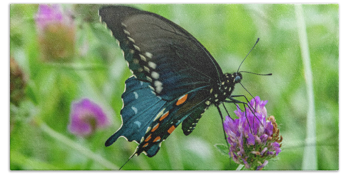 Pipevine Swallowtail Beach Towel featuring the photograph Busy as a Butterfly by Marcy Wielfaert