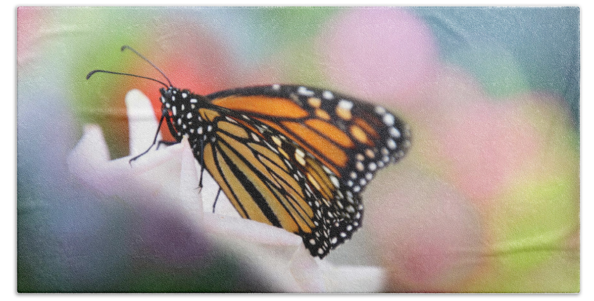 Butterfly Beach Towel featuring the photograph Butterfly Garden by Diana Haronis