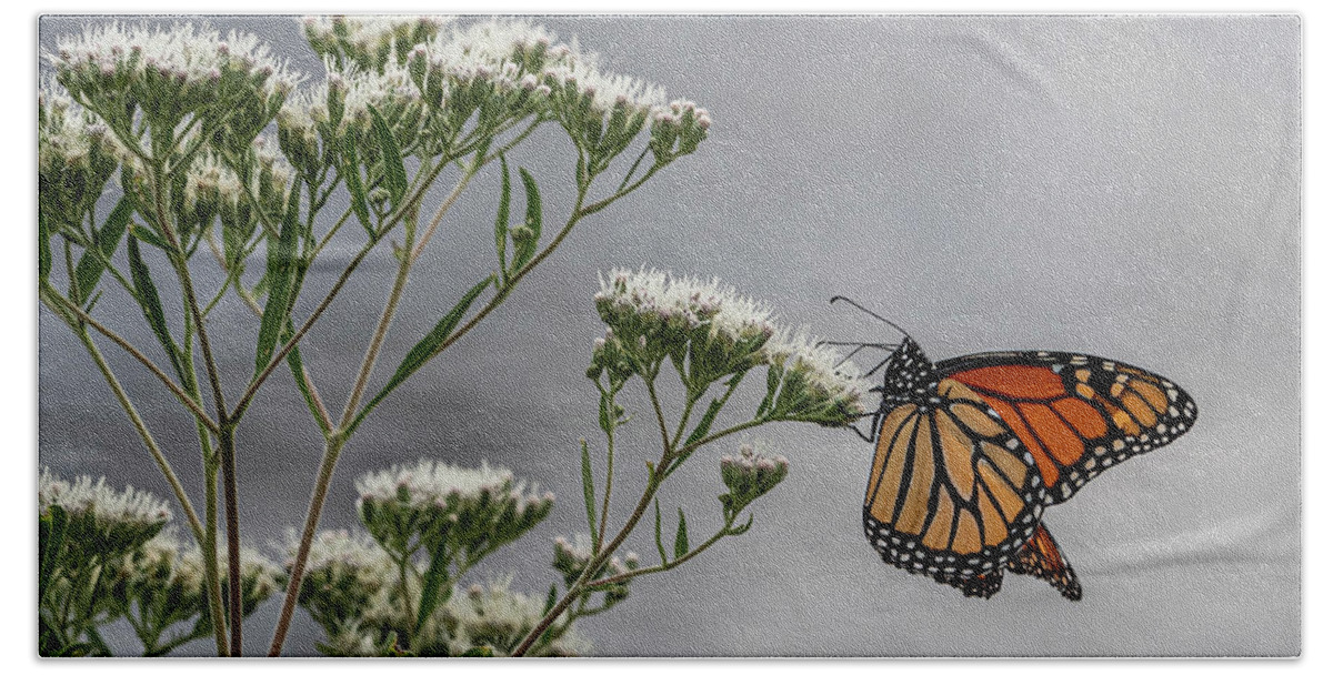  Beach Towel featuring the photograph Butterfly by Kristine Hinrichs