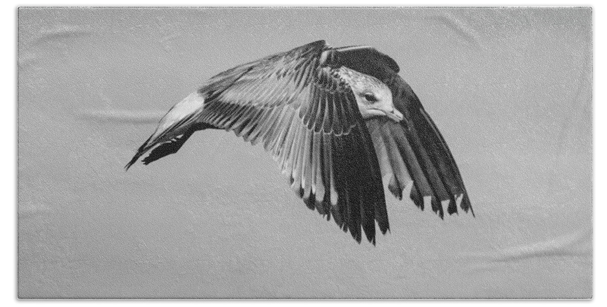 Seabird Beach Towel featuring the photograph BW Gull In Flight by Cathy Kovarik