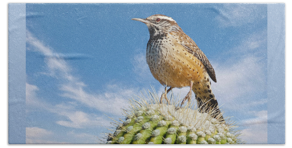 Adult Beach Towel featuring the photograph Cactus Wren on a Saguaro Cactus by Jeff Goulden