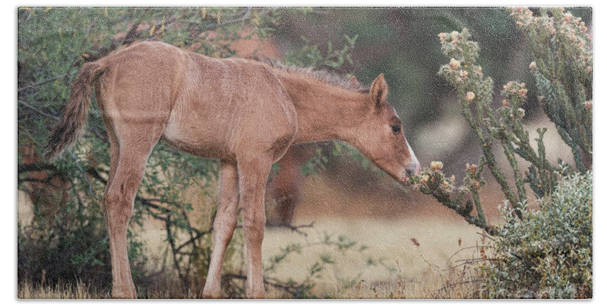 Foal Beach Towel featuring the photograph Can I Eat This? by Shannon Hastings