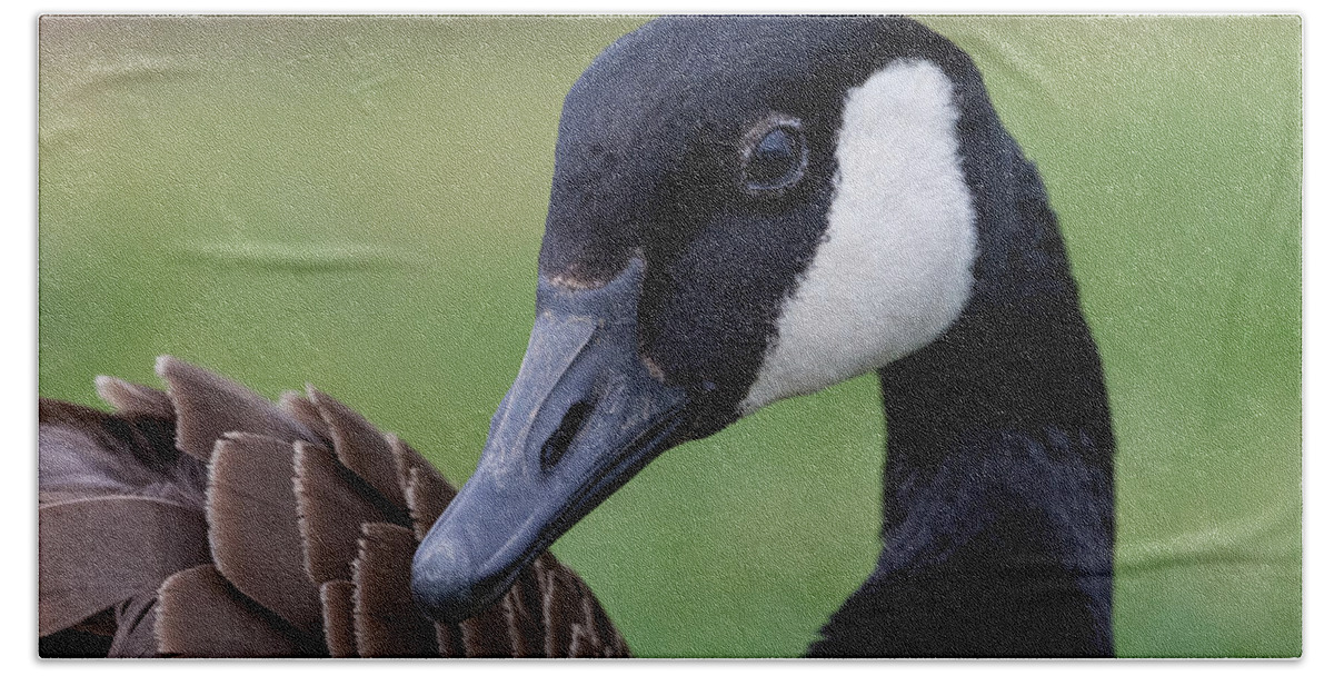Photography Beach Towel featuring the photograph Canada Goose by Alma Danison