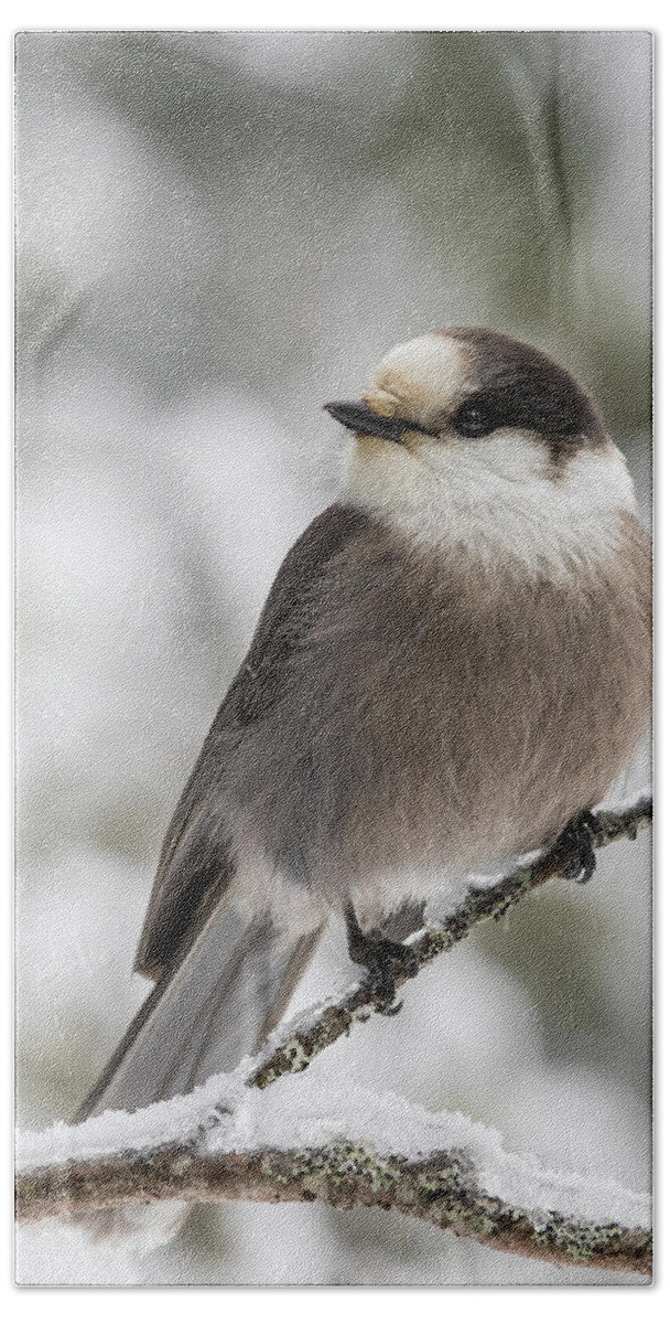 Canada Beach Towel featuring the photograph Canada jay in winter by Mircea Costina Photography