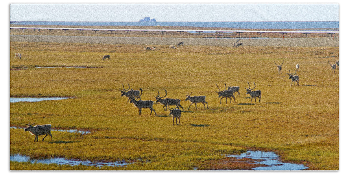 Caribou Beach Towel featuring the photograph Caribou Herd on the Tundra by Anthony Jones
