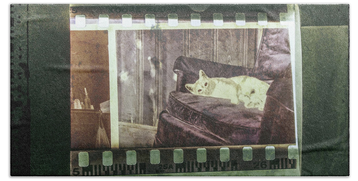 Vintage Beach Towel featuring the digital art Cat In A Chair by Phil Perkins