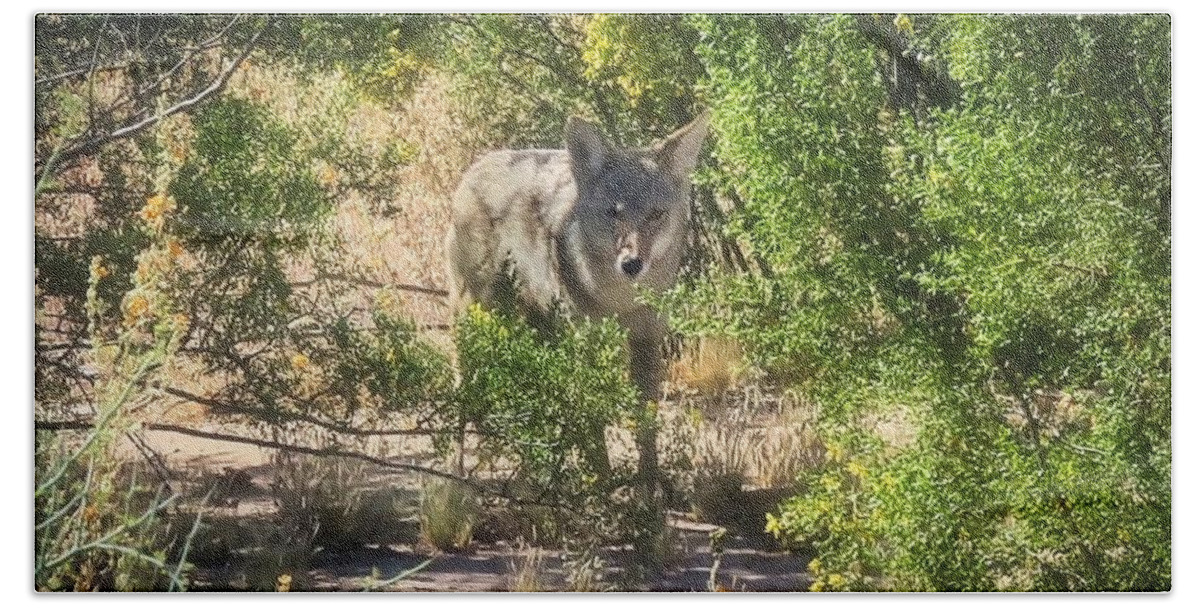 Animals Beach Towel featuring the photograph Cautious Coyote by Judy Kennedy