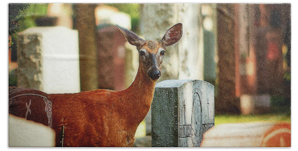 New York Beach Towel featuring the photograph Cemetery Deer by Lenore Locken