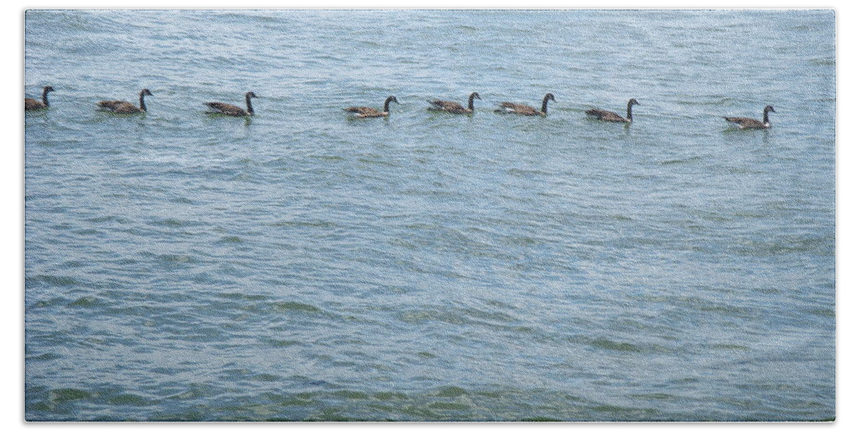 Ducks In Central Park Lake Beach Towel featuring the photograph Ducks in Central Park Lake by Barbra Telfer