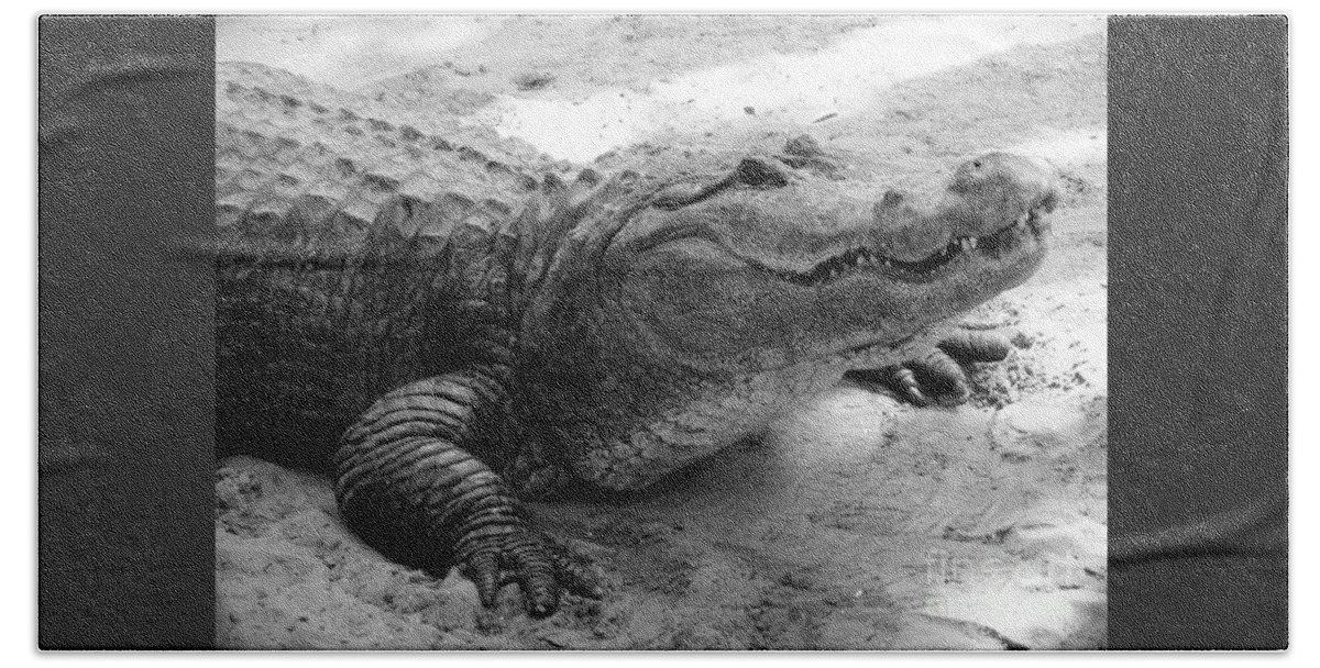Gator Beach Sheet featuring the photograph Charming Gator Black and White by Carol Groenen