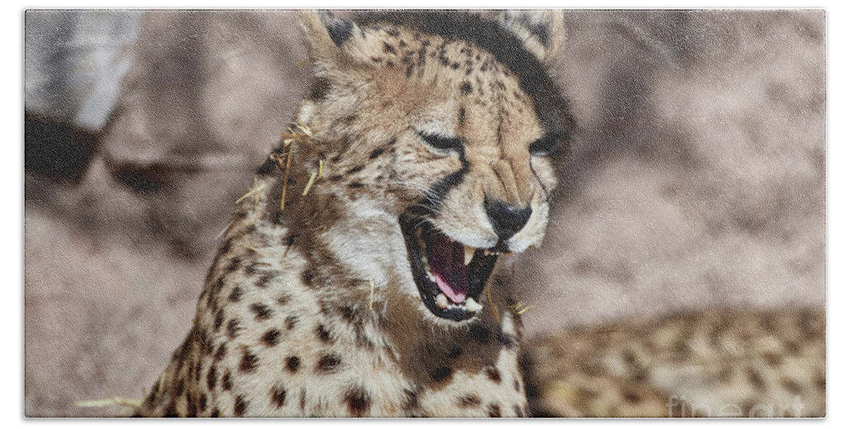 Cat Beach Towel featuring the photograph Cheetah Growl by Robert WK Clark