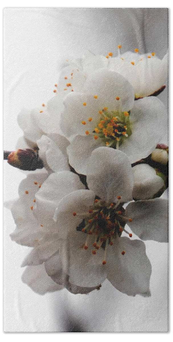 Flowers Beach Sheet featuring the photograph Cherry Blossoms by Vallee Johnson