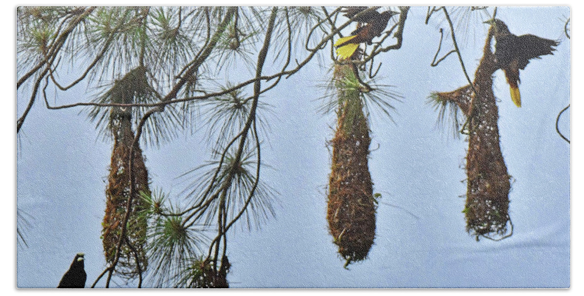 Bird Nest Beach Towel featuring the photograph Chestnut-sided Oropendola Nest by Alan Lenk