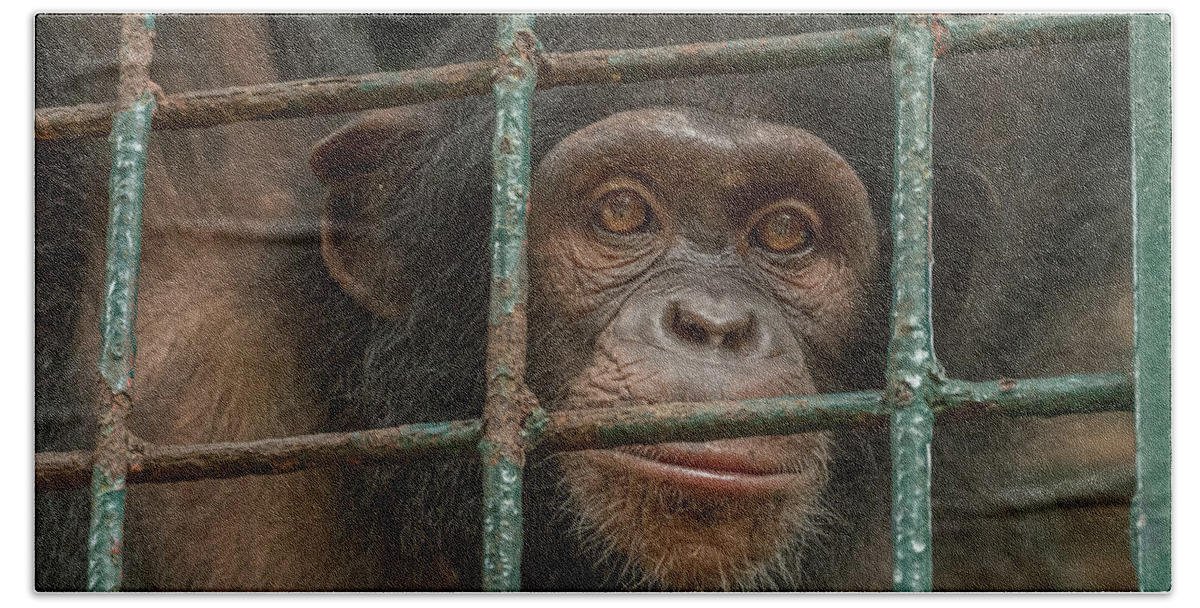Gerry Ellis Beach Towel featuring the photograph Chimpanzee Limbe Wildlife Center by Gerry Ellis