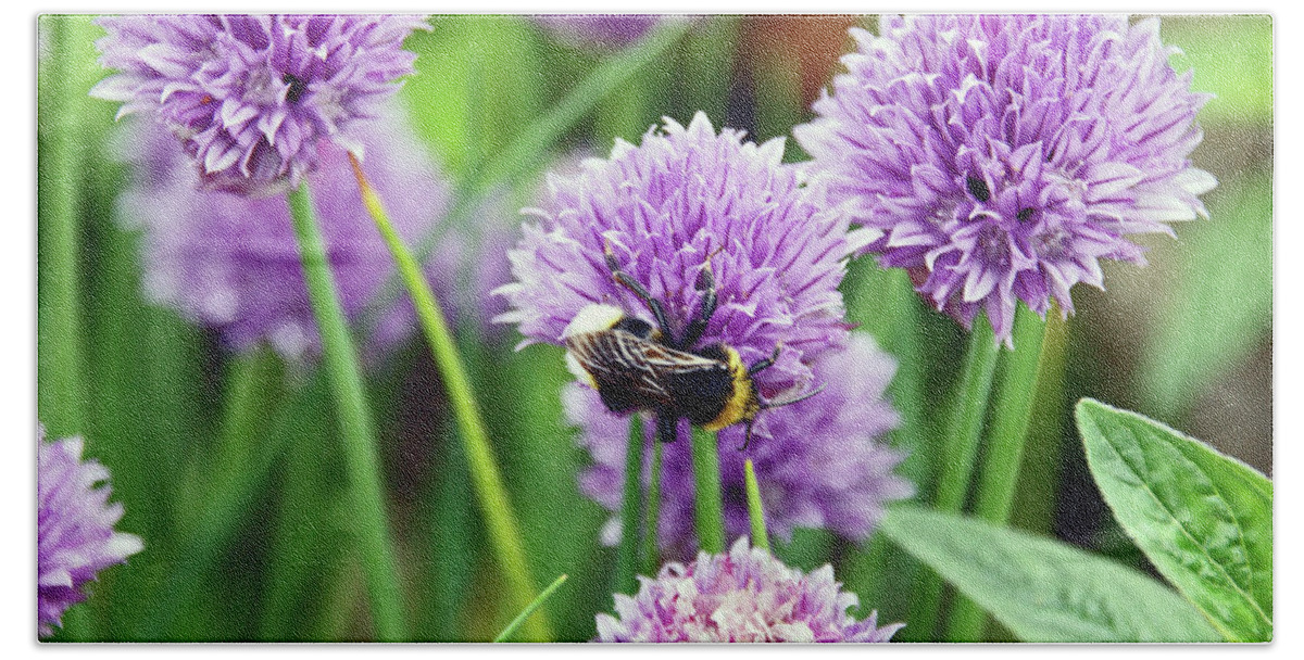 Chorley Beach Towel featuring the photograph  CHORLEY. Picnic In The Park. Bee In The Chives. by Lachlan Main