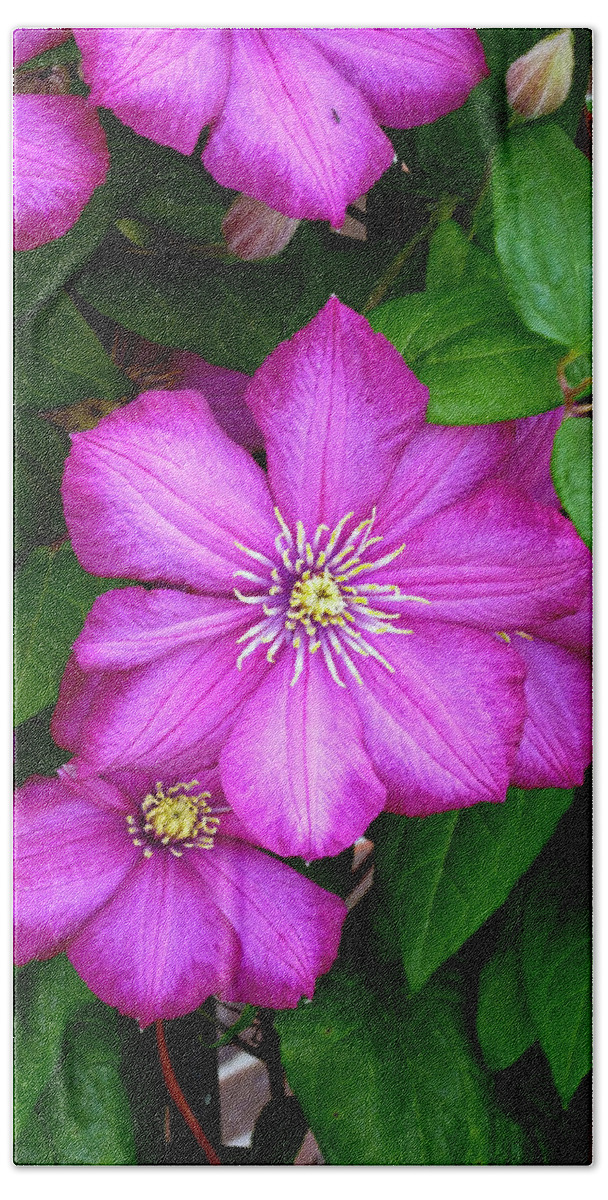Dark Pink Clematis Flowers Beach Towel featuring the photograph Clematis by Mike McBrayer