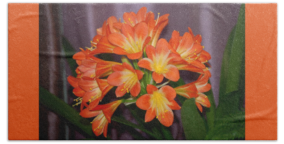 Flowers Beach Towel featuring the photograph Clivia Blossoms by Nancy Ayanna Wyatt