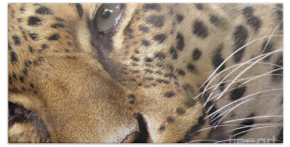 Leopard Beach Towel featuring the photograph Close-Up by Mary Mikawoz