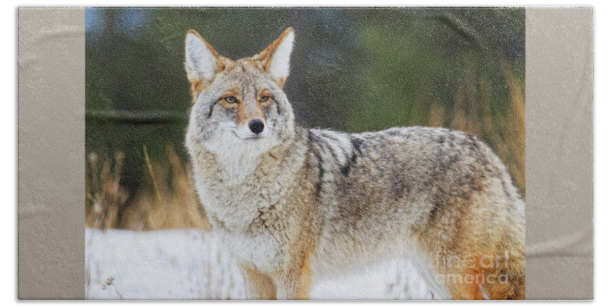 Close Up Beach Towel featuring the photograph Closeup of a healthy handsome coyote looking almost at you in wi by Robert C Paulson Jr