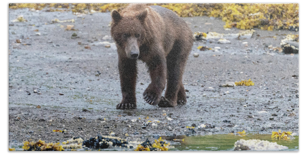 Bear Beach Towel featuring the photograph Coastal Brown Bear in Kukak Bay Alaska by Mark Hunter