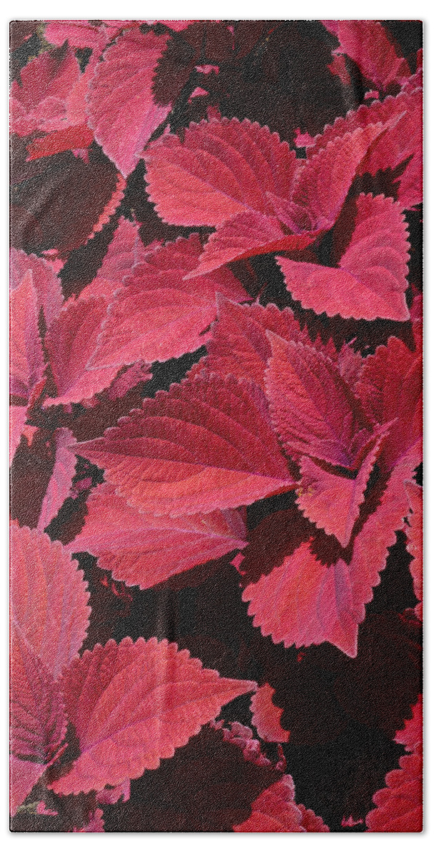 Red Leaf Coleus Close-up Beach Towel featuring the photograph Coleus Close-up by Mike McBrayer