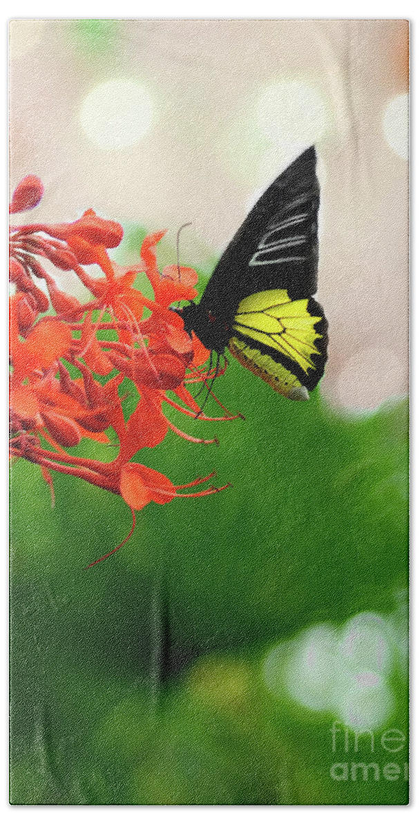 Butterfly Beach Towel featuring the photograph Common Birdwing by Elaine Manley