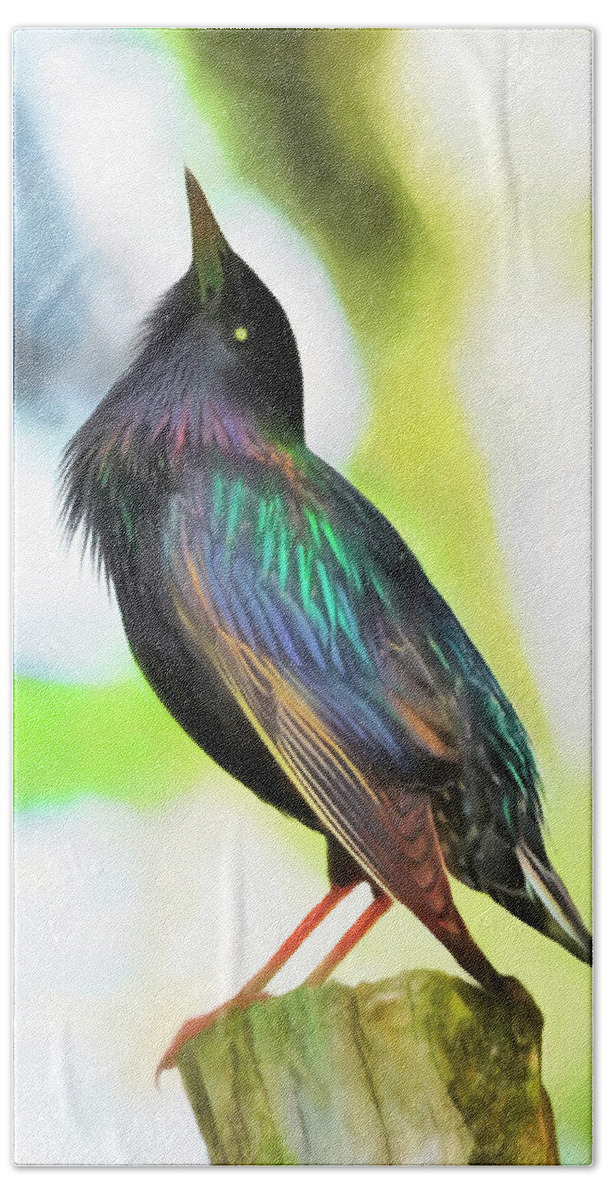 European Starling Beach Towel featuring the photograph Common Grackle - Icteridae by Susan Hope Finley