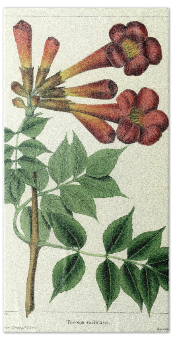 Common Trumpet Flower Beach Towel featuring the drawing Common Trumpet Flower by Unknown