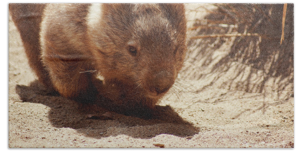 Common Wombat Beach Sheet featuring the photograph Common Wombat by Cassandra Buckley