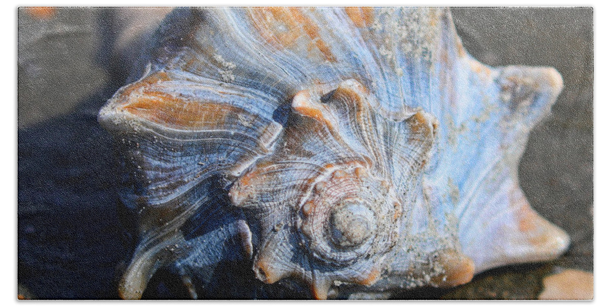 Welk Shell Beach Towel featuring the photograph Large Welk shell by Jordan Hill