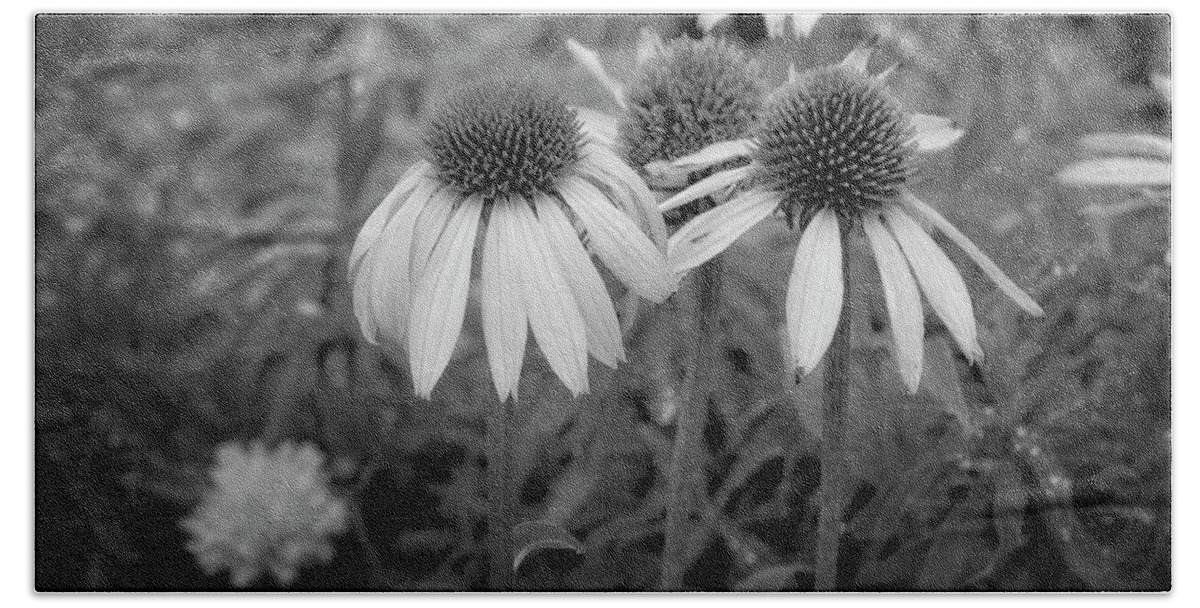 Coneflower Beach Towel featuring the photograph Coneflowers in Monochrome by Catherine Reading