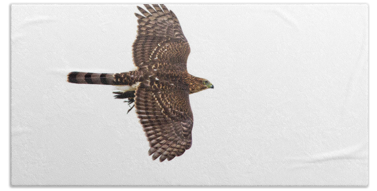 Cooper's Beach Towel featuring the photograph Cooper's hawk with prey by Mircea Costina Photography