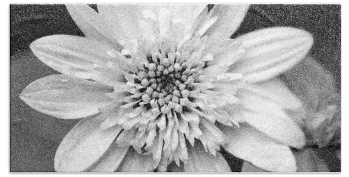 Black And White Flower Beach Sheet featuring the photograph Coreopsis Flower Black and White by Christina Rollo