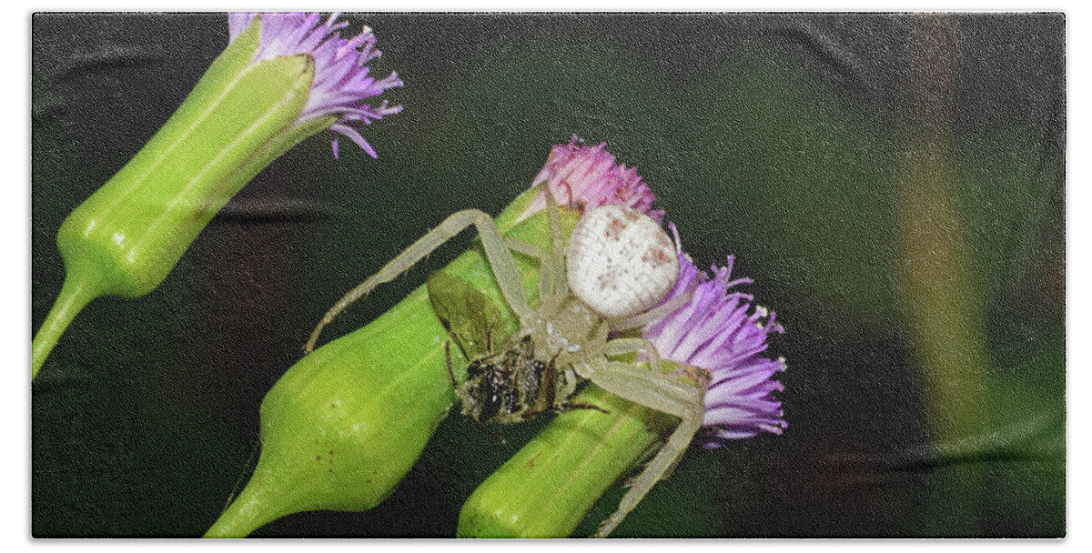 Photograph Beach Towel featuring the photograph Crab Spider with Bee by Larah McElroy