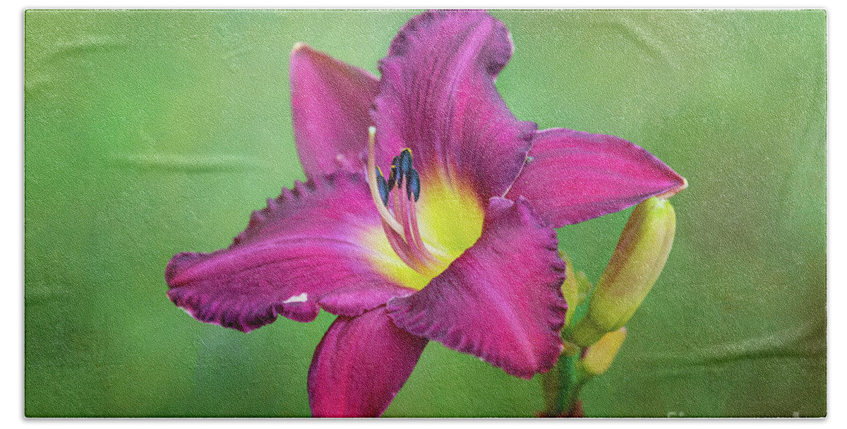Daylily Beach Towel featuring the photograph Glorious Crimson Daylily by Anita Pollak