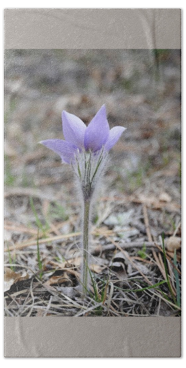  Beach Towel featuring the photograph Crocus detail by Susie Rieple