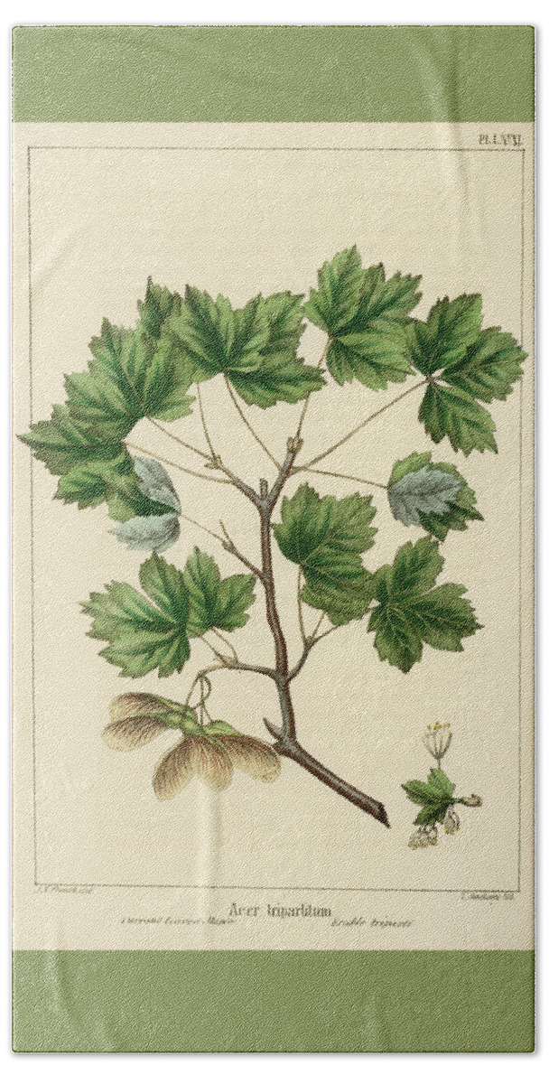 Currant Leaved Maple Beach Towel featuring the drawing Currant Leaved Maple by Unknown