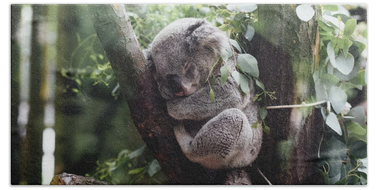 Cute Beach Towel featuring the photograph Cute Koala by Top Wallpapers