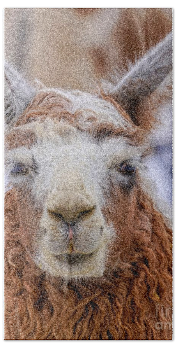 Llama Beach Sheet featuring the photograph Cute Llama by Susan Rydberg