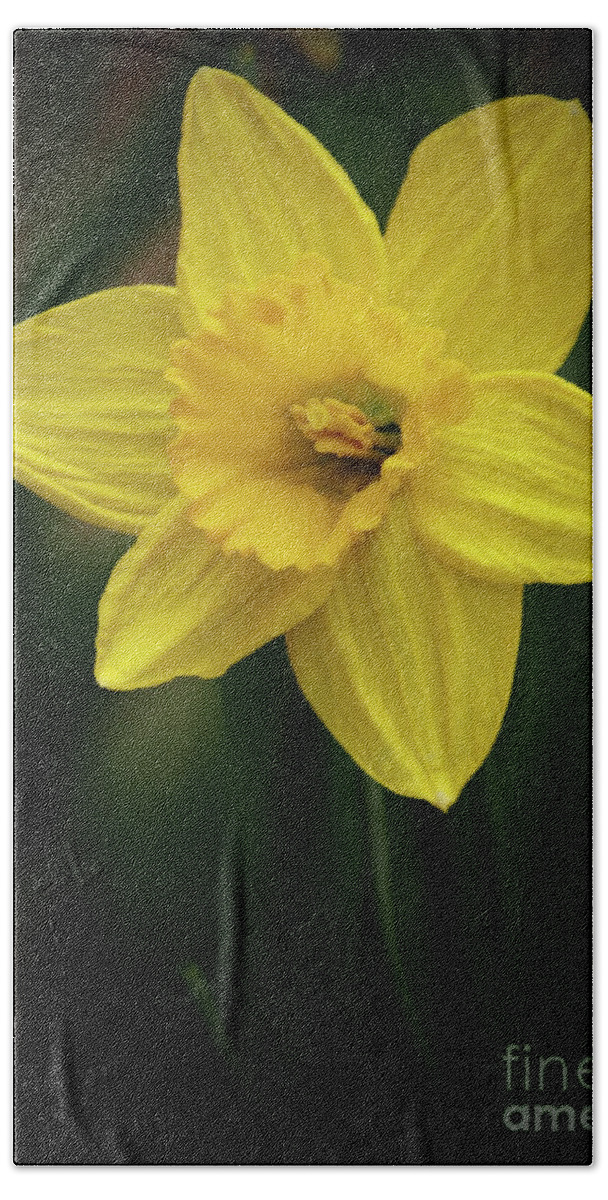 Color Beach Towel featuring the photograph Daffodil In The Garden Shadows by Dorothy Lee