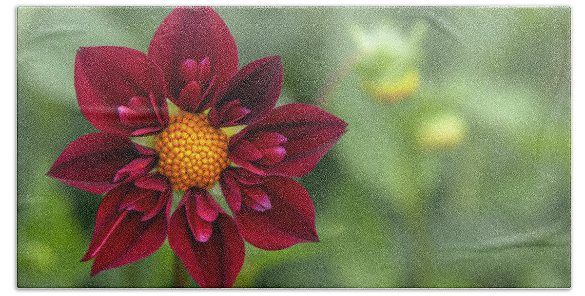 Jenny Rainbow Fine Art Photography Beach Towel featuring the photograph Dahlia Don Hill 1 by Jenny Rainbow