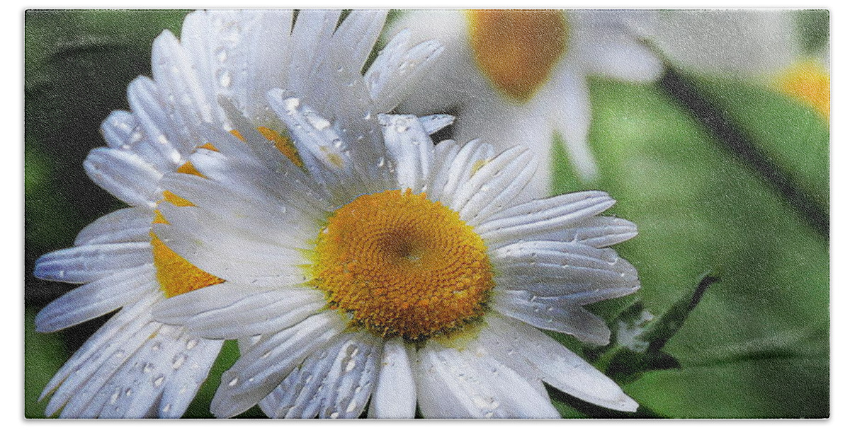 Daisies Beach Sheet featuring the photograph Daisies After A Spring Rain by Tami Quigley