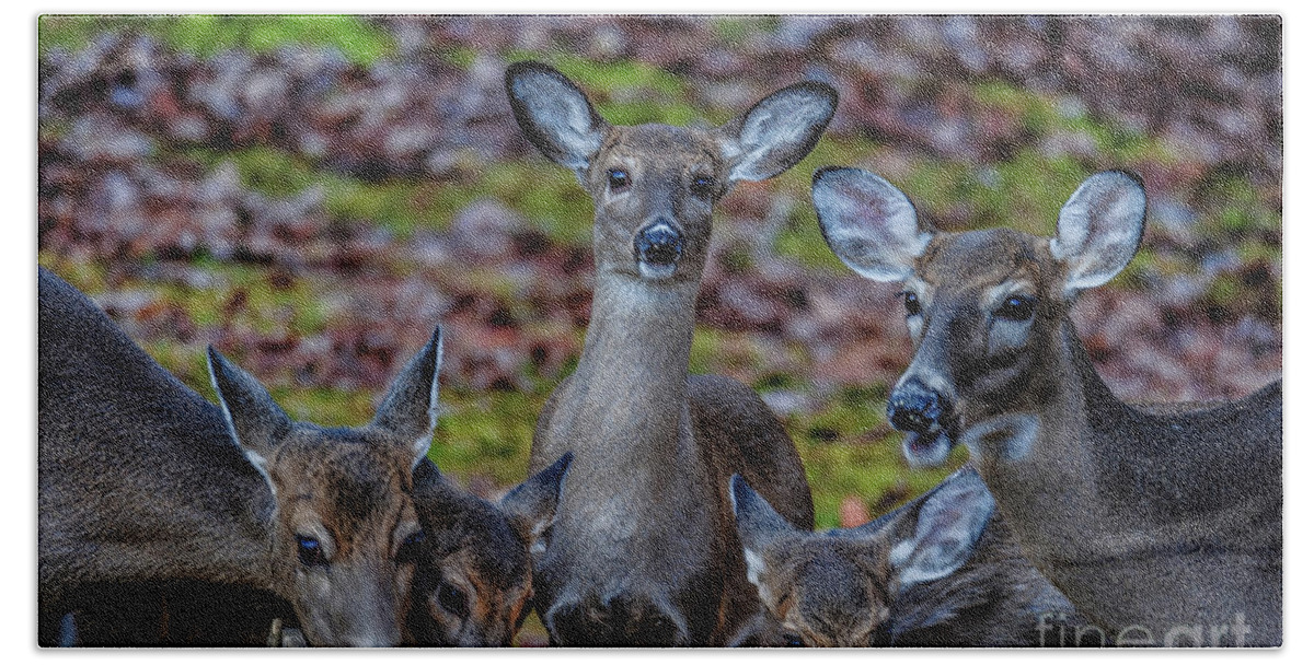 Deer Beach Towel featuring the photograph Deer Gathering by Buddy Morrison